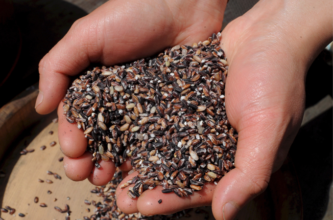 Seeds