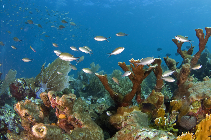 Coral in Mexico