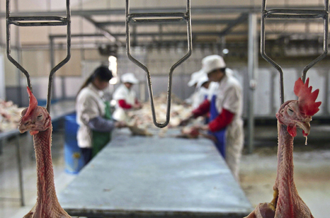 Hanging chickens