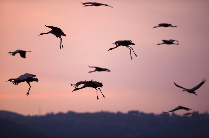 cranes