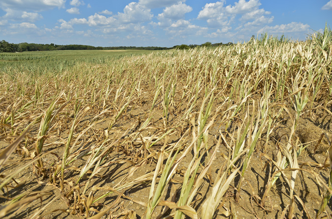 dry crop