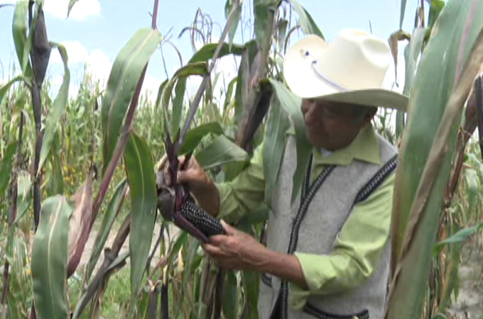 Mexico corn PKG
