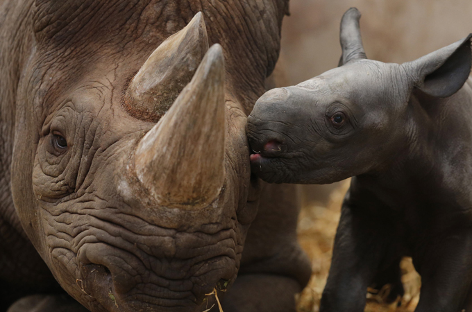 Rhinos