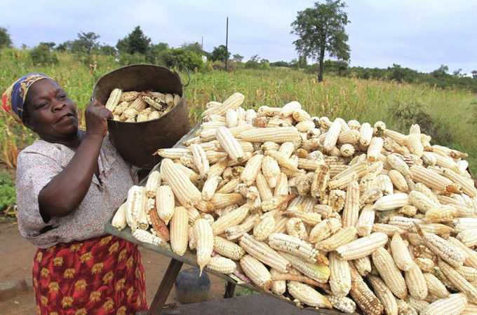 maize