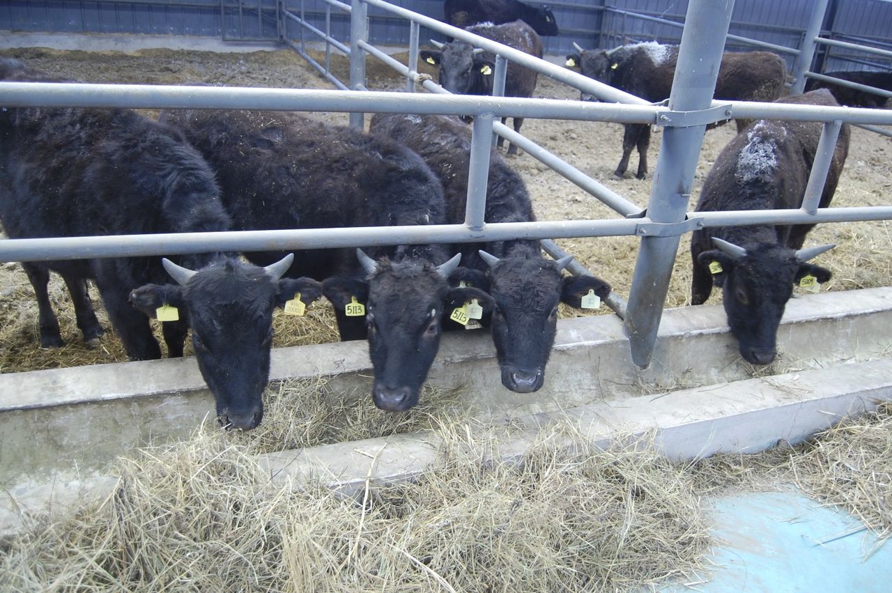 wagyu 2