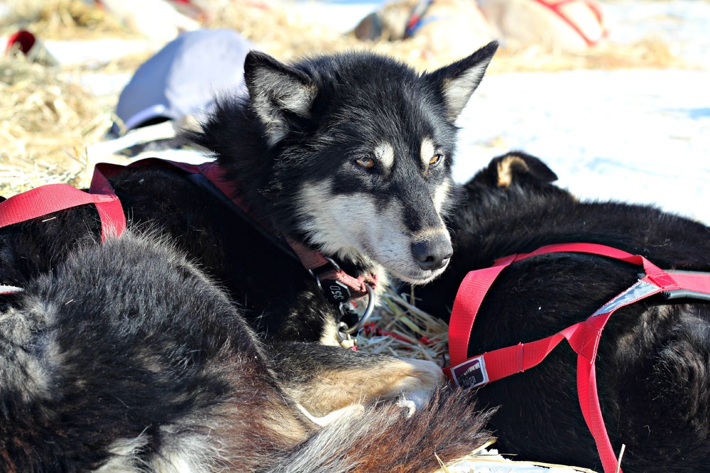 Iditarod