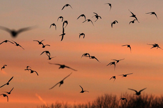 undefined