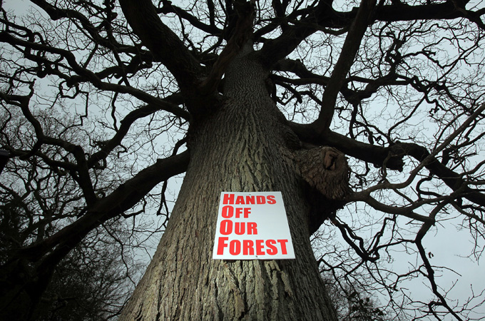 forest