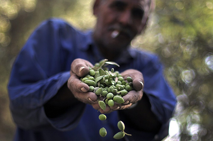 More than 100,000 families in the West Bank depend on olive production [EPA]
