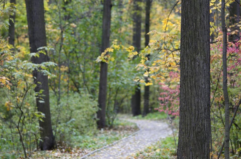 Fili Park in Moscow is one of the many places in the Northern Hemisphere that takes on a more colourful appearance at this time of year.