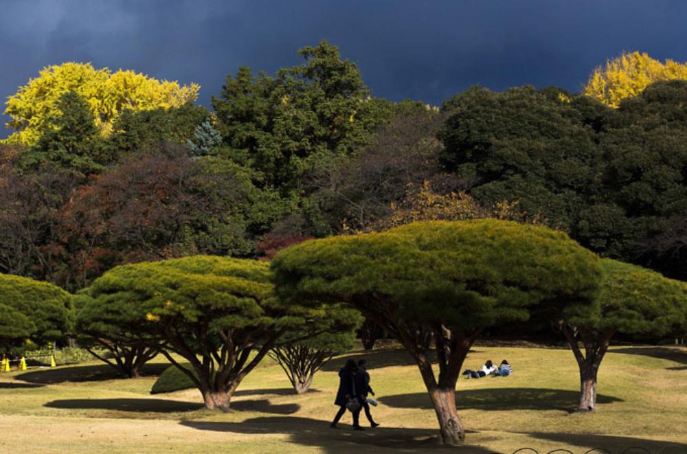 Bright sunshine despite the rain-laden skies above Tokyo(***)s Shinjuku Gyoen National Gardens.