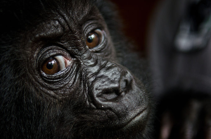 New poaching of great apes for skulls and limbs is further threatening dwindling populations [AP]