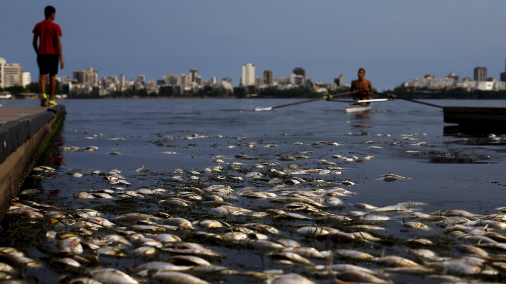 Dead fish are pictured next to a rowing athlete as he attends a training session at the Rodrigo de Freitas lagoon, in Rio de Janeiro