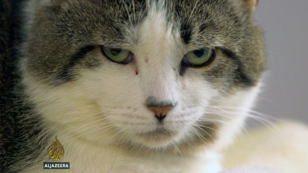 TASMANIA''S FERAL CATS