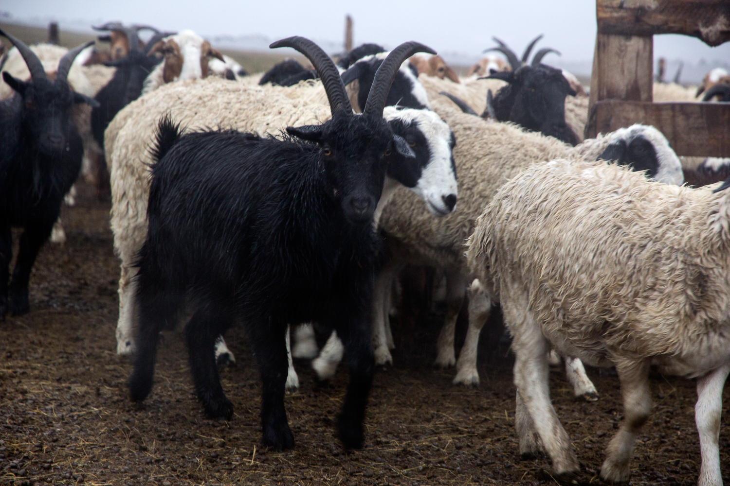 Cashmere Mongolia