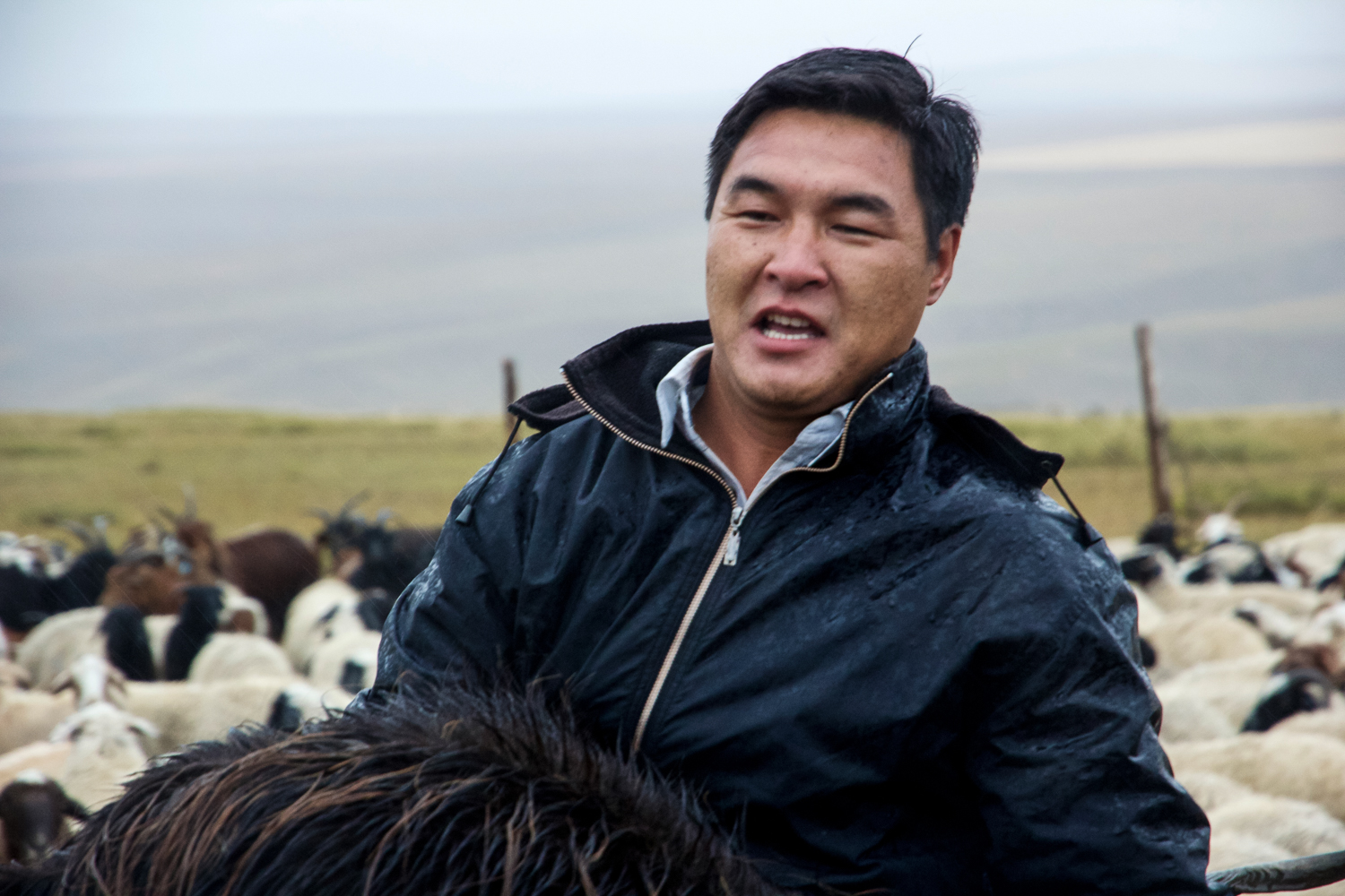 Cashmere Mongolia