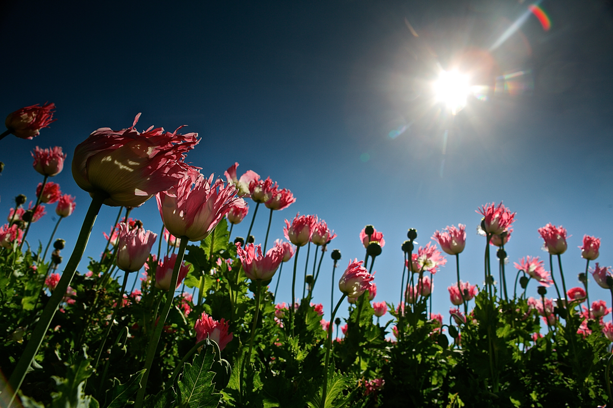Afghanistan''s Billion Dollar Drug War