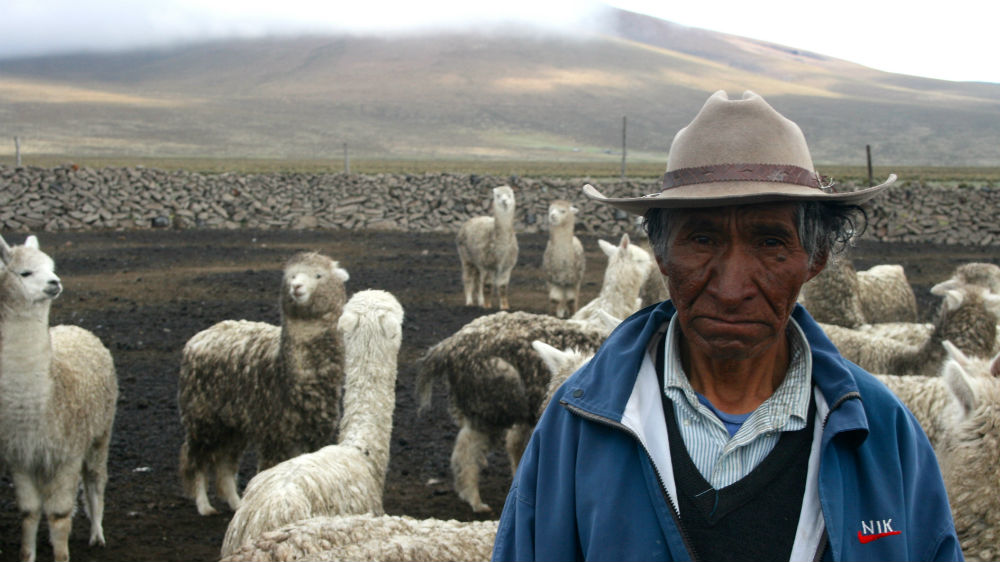 Alpaca Shepherd