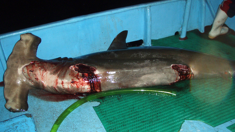 Shark fin