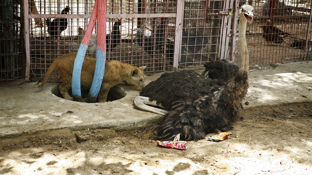 Rafah Zoo