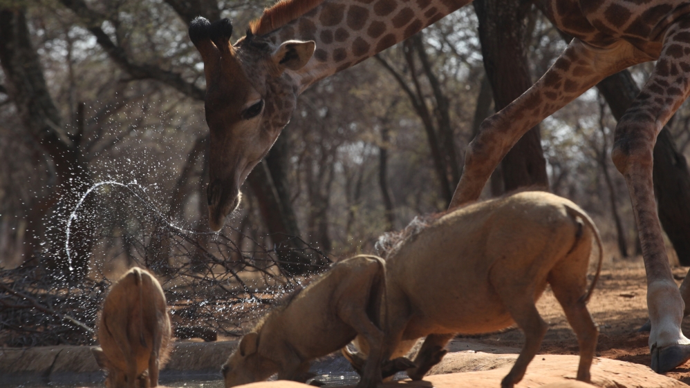 Africa wild animals