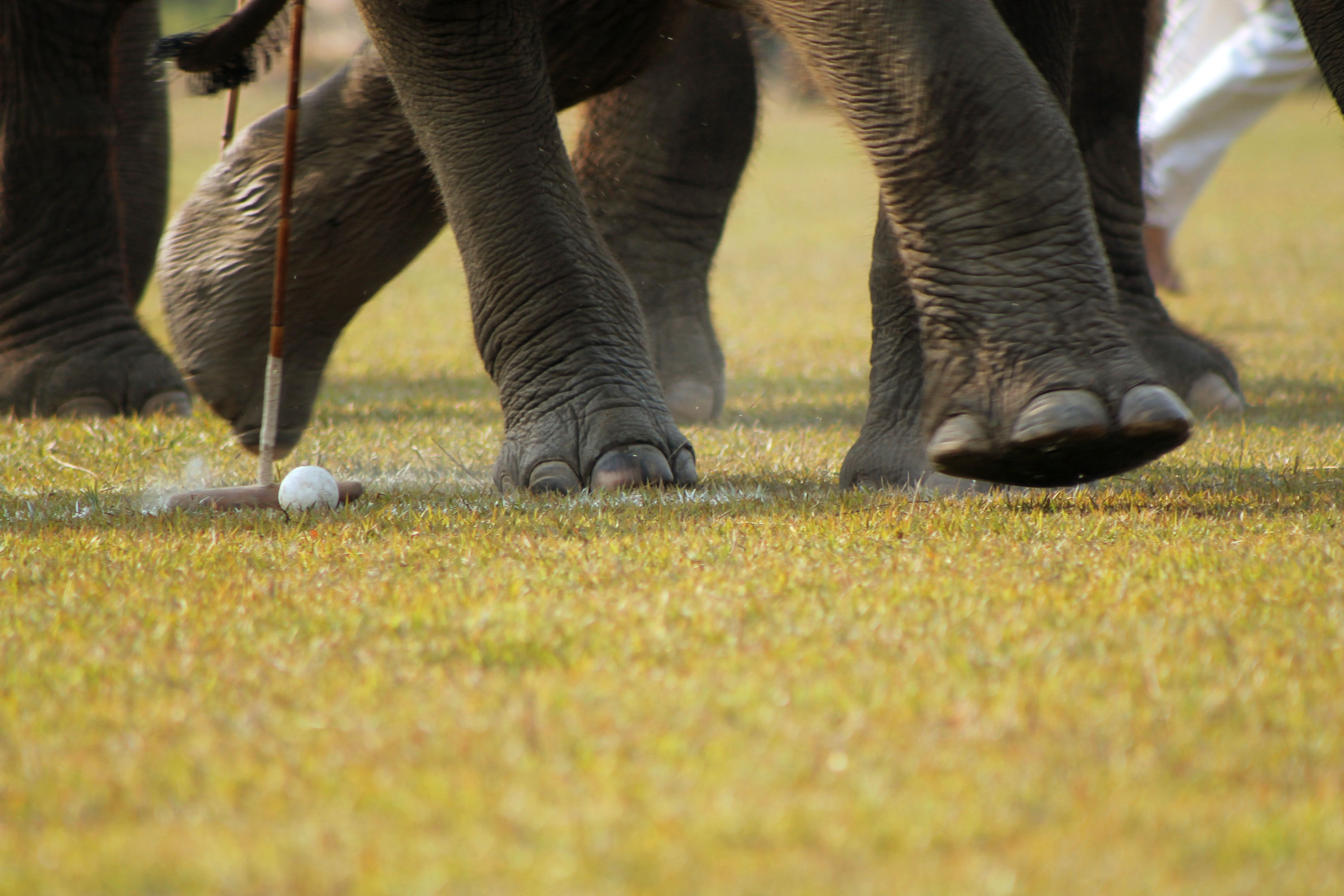 WORLD ELEPHANT POLO/ Please Do Not Use