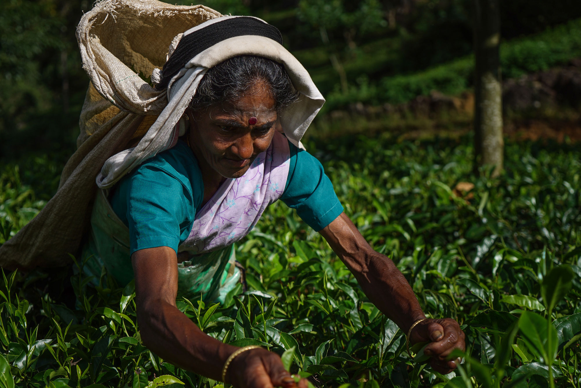 Tracing the origins of the world’s most popular beverage.[Sorin Furcoi/Al Jazeera]