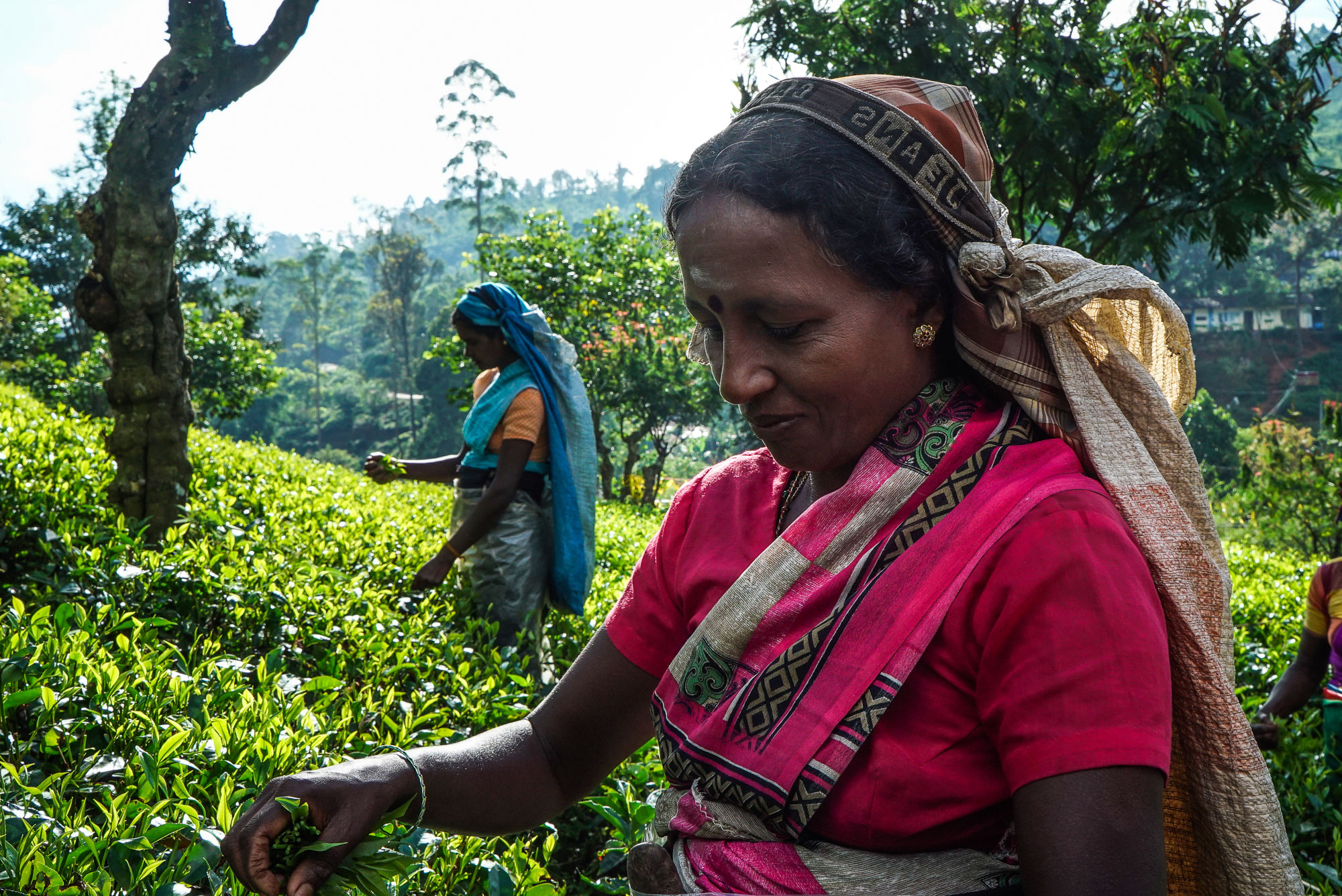 Tracing the origins of the world’s most popular beverage.[Sorin Furcoi/Al Jazeera]