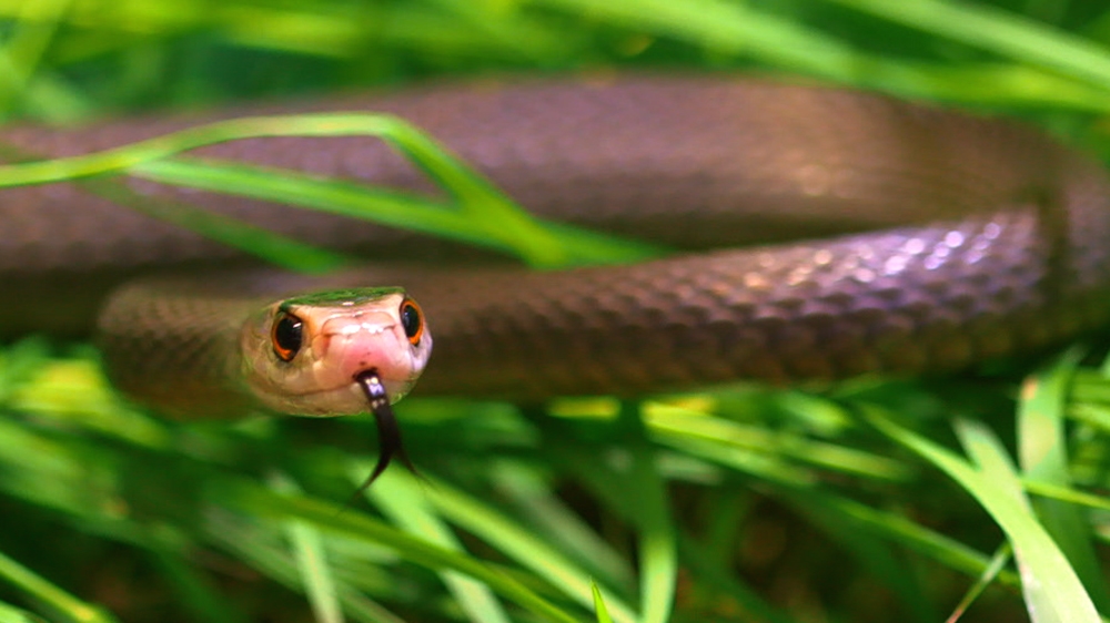 101 East - Snake - Please do not use