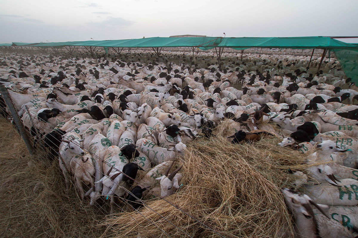 ON THE HOOF - SOMALILAND