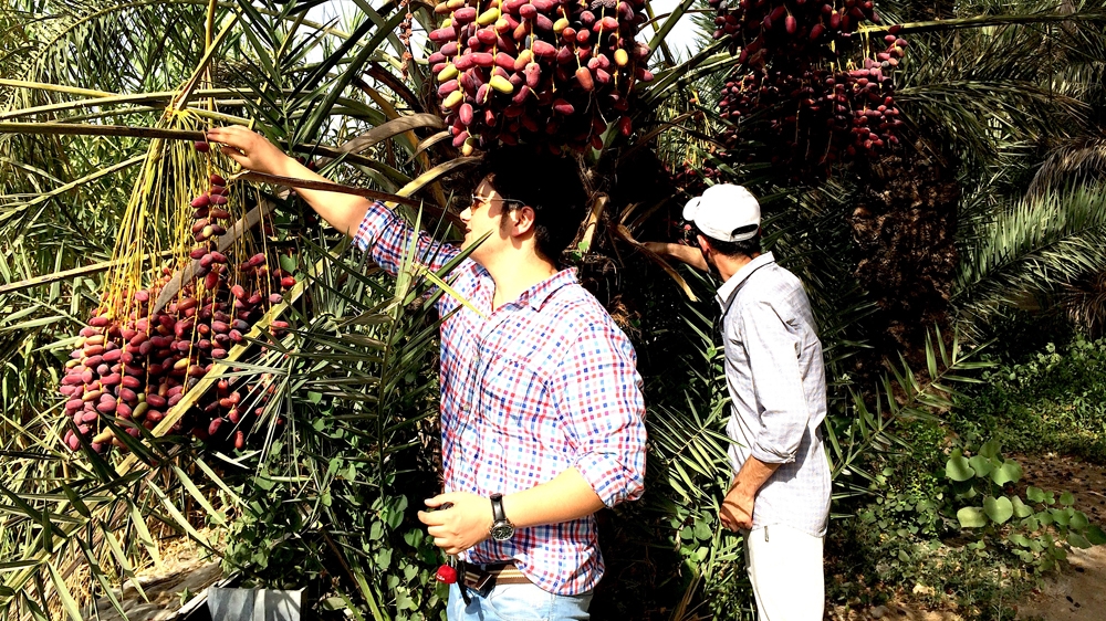 In the Samail neighbourhood outside Muscat, date plantations are in full bloom [Baba Umar/Al Jazeera]
