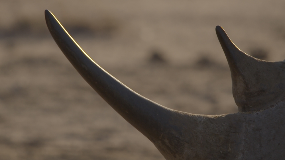 DO NOT USE Al Jazeera rhino poaching investigation