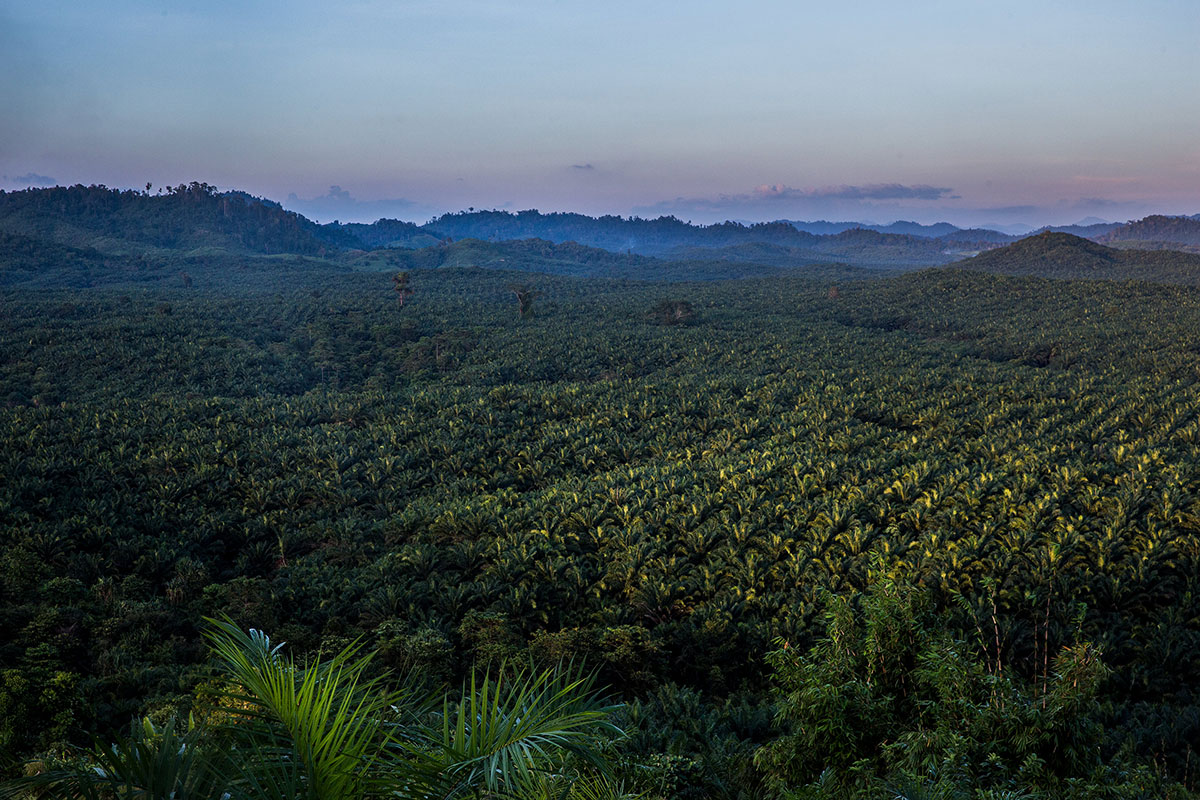 Palm Oil in Myanmar/Please Do Not Use