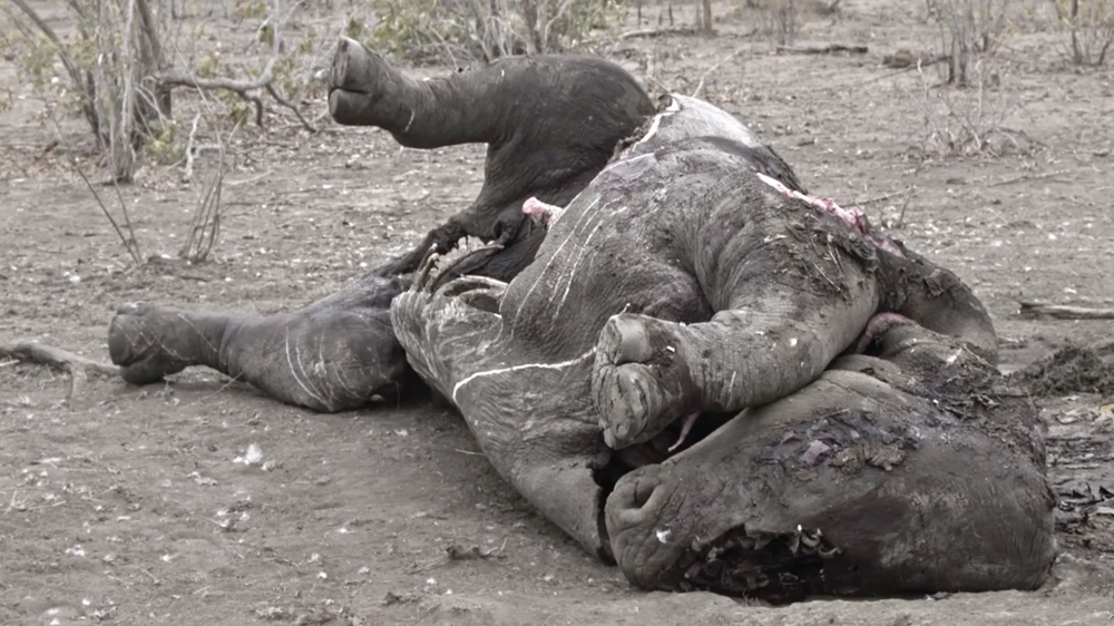DO NOT USE Al Jazeera rhino poaching investigation