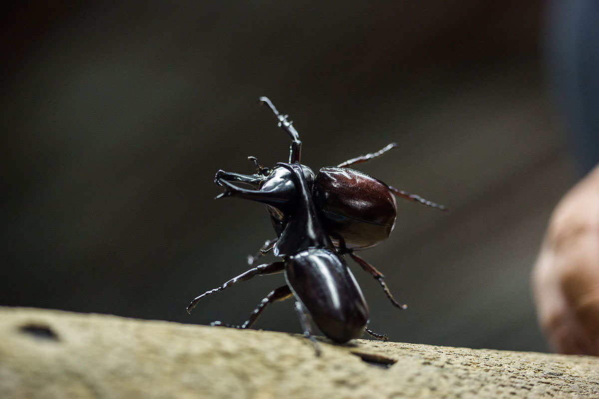 Beetle Fighting/Please Do Not Use