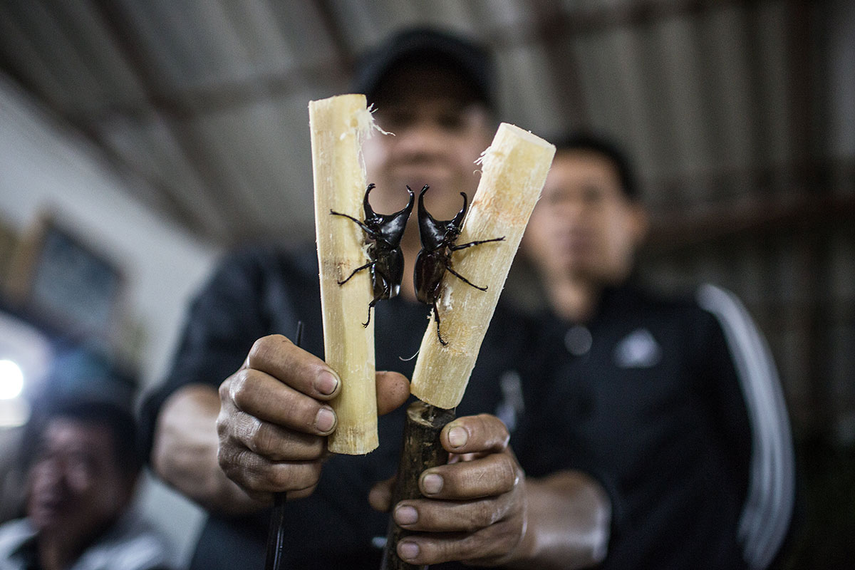 Beetle Fighting/Please Do Not Use