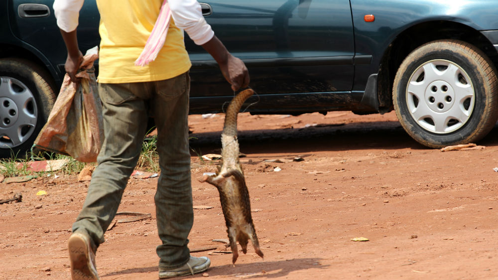 Cameroon bushmeat