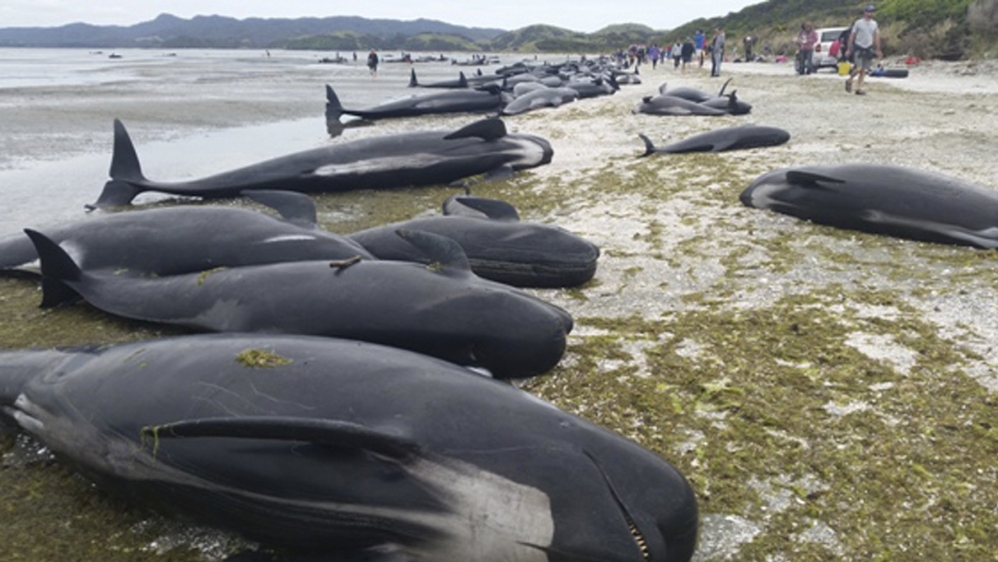 Around 416 pilot whales stranded at Farewell Spit in New Zealand