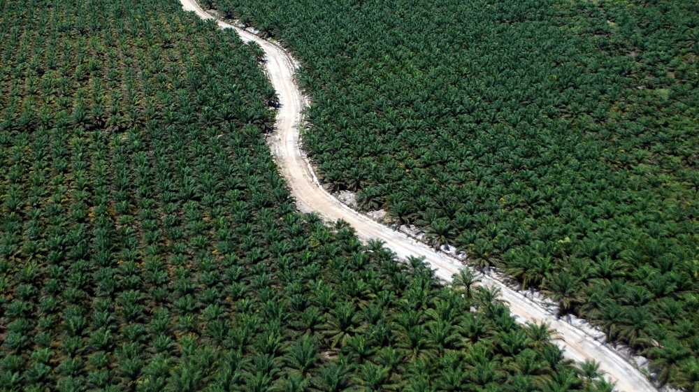 The alliance says more than 8.2 million hectares of forest belongs to tribal groups [Antara Foto/Reuters]