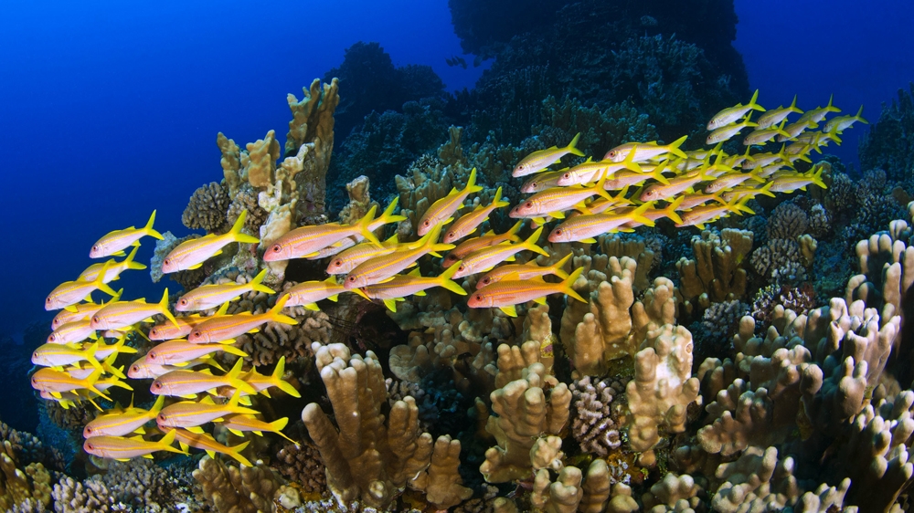 CORAL REEF - AUSTRALIA