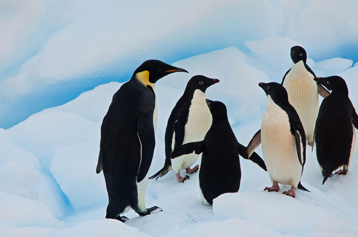 Antarctica Image Gallery