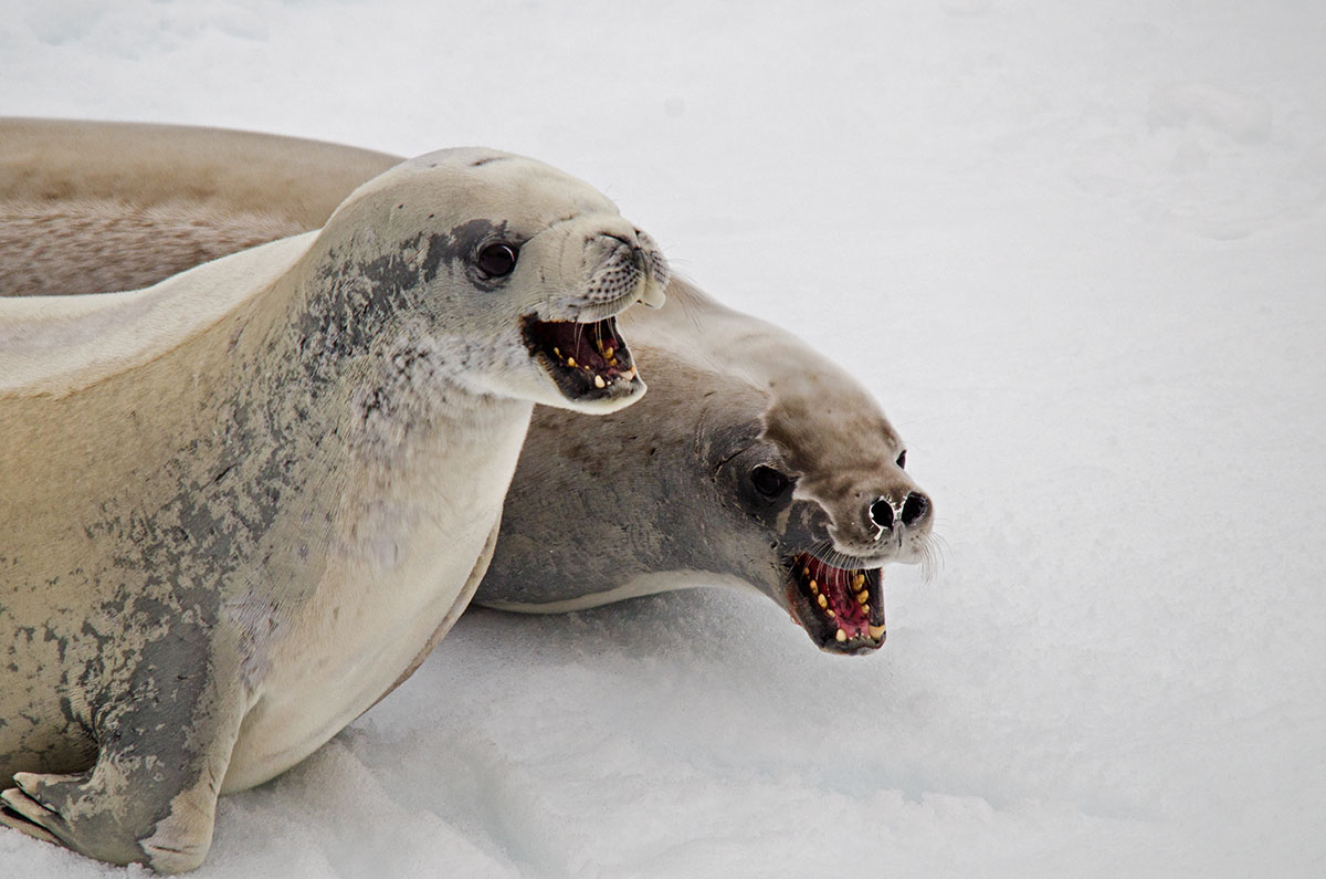 Antarctica Image Gallery