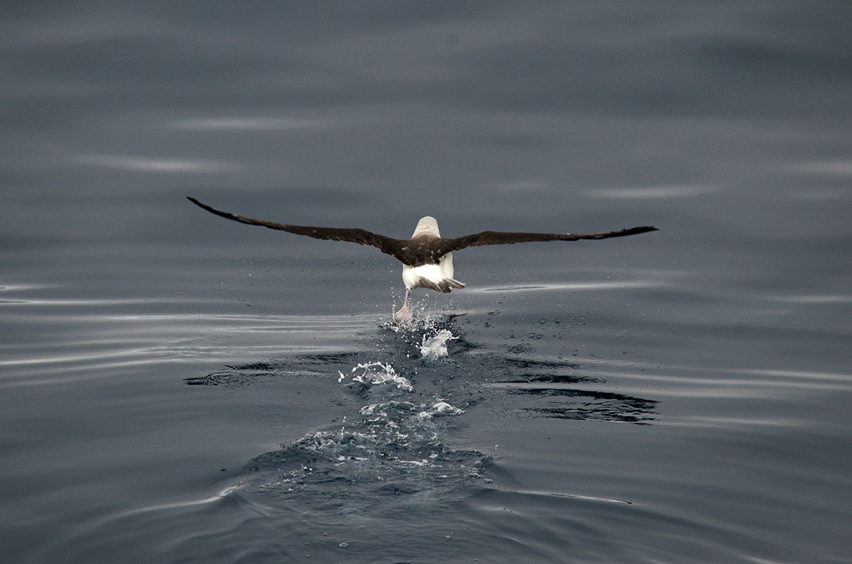 Antarctica Image Gallery