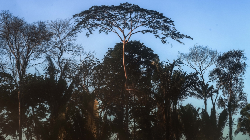 Fighting Recession, Level of Deforestation in Brazil Reaches Nine Year High