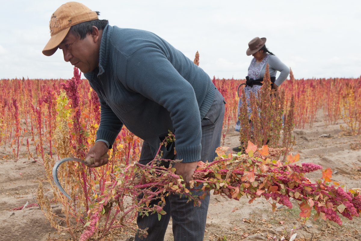 Bolivian Superfood''s Harvest/Please Do Not Use