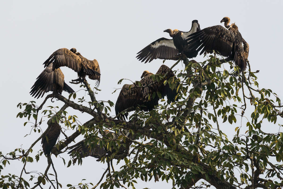 The vulture restaurant