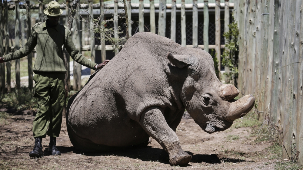 White Rhino