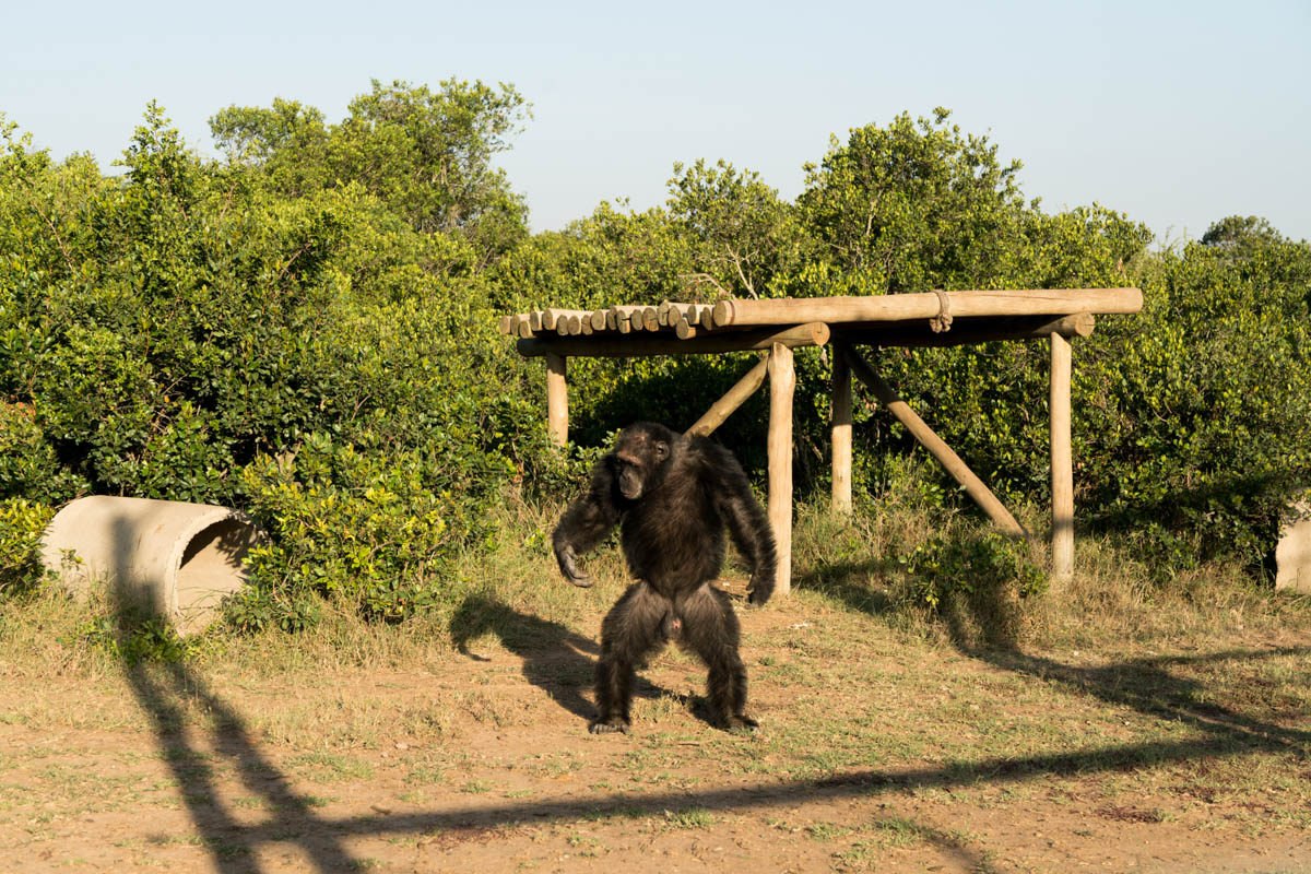 Chimpanzees Without Borders/Please Do Not Use