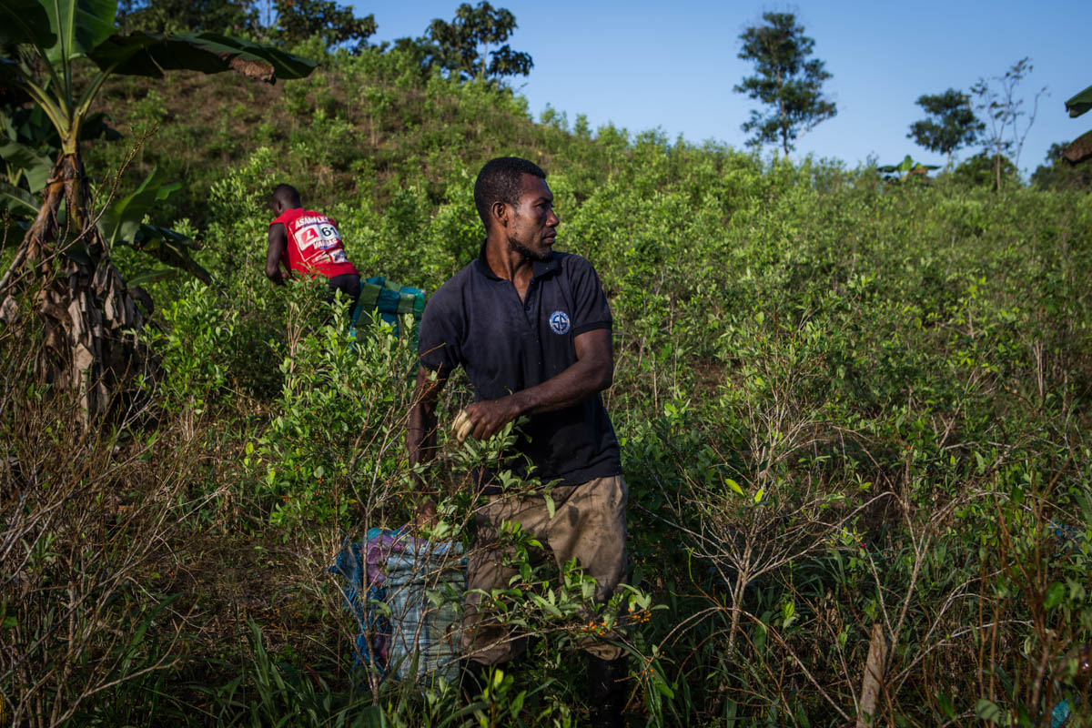 Colombia''s Coca Paradise 