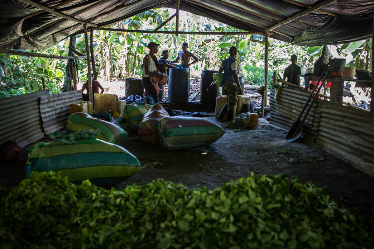 Colombia''s Coca Paradise 